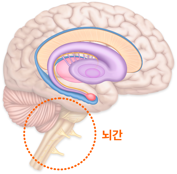 뇌간 위치 표시
